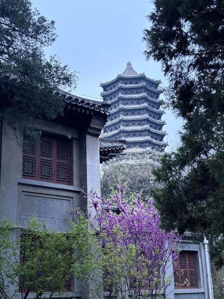 The Boya Pagoda at Peking University in Beijing rising above grey-tiled halls, framed by pine branches and a blossoming purple redbud tree.