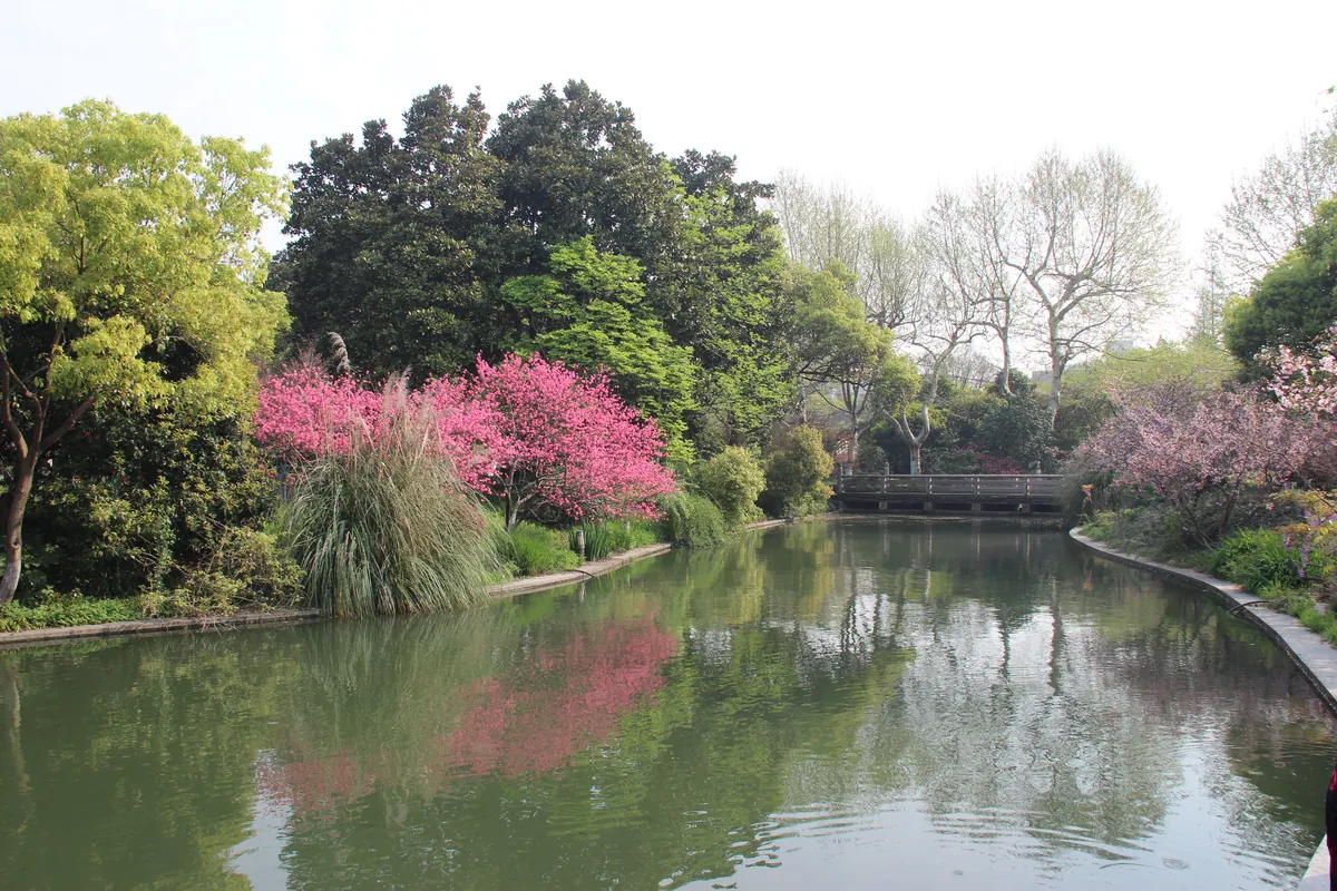 Spring blossom trees reflected in a canal at West Lake, Hangzhou, with a wooden bridge in the background.