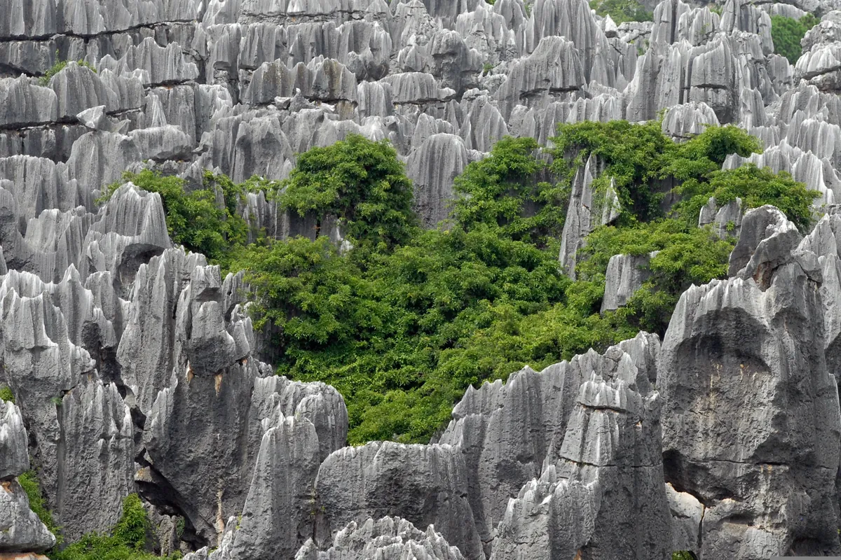 Dense grey limestone karst pinnacles at the Stone Forest (Shilin) near Kunming, with a patch of green vegetation nestled among them.