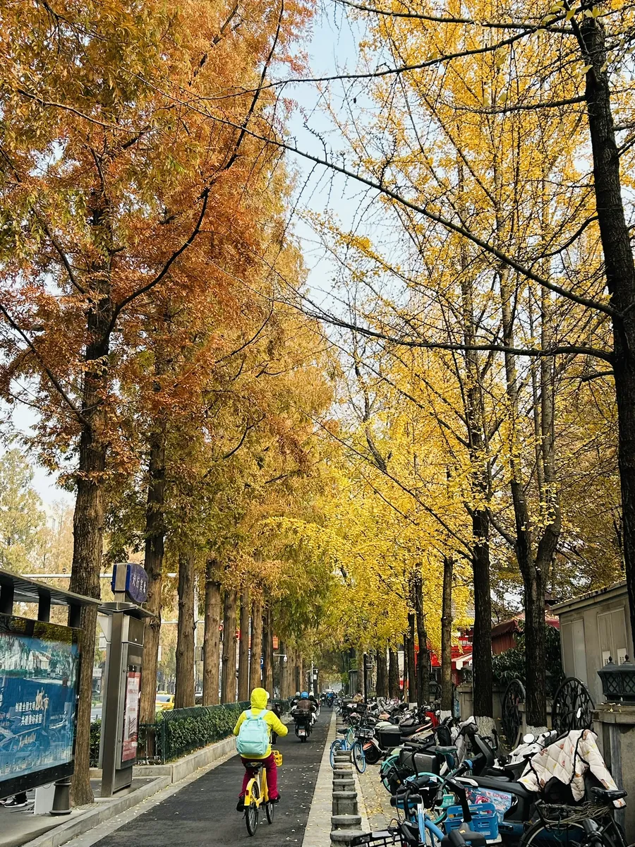 A golden ginkgo-lined avenue in Nanjing in late autumn, leaves turned yellow over the road with a cyclist and parked bikes below.