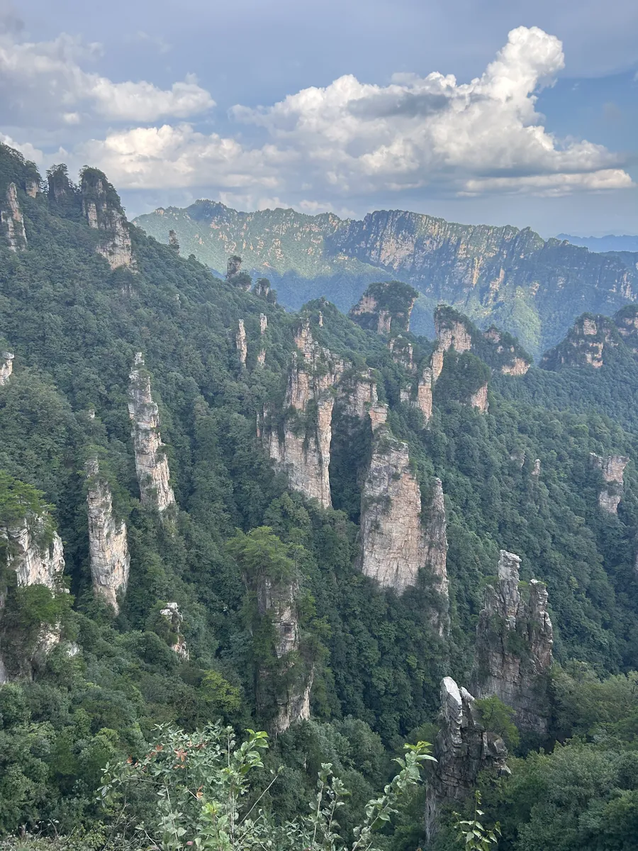 A wide view over the forest of quartz-sandstone pillars at Wulingyuan in Zhangjiajie National Forest Park — the columns that inspired Avatar's floating mountains.